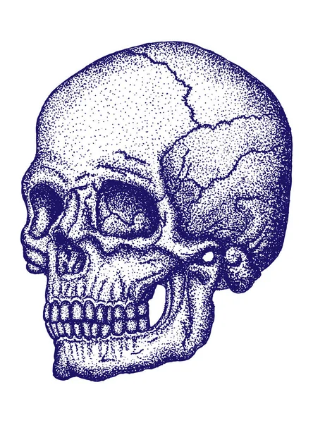 Cráneo Estilo Retro Dotwork Tatuaje Imagen Semi Girada Cráneo Realista — Archivo Imágenes Vectoriales