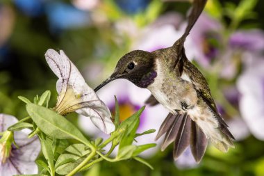 Siyah Çin Sinek Kuşu Mor Çiçekler Arasında Nektar Arıyor