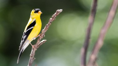 Amerikan ispinozu Ağaç dalında dinleniyor