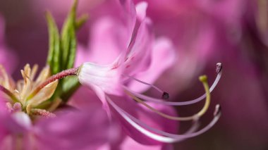 Güzel Azalea Mavi Tepe Yolu boyunca çiçek açıyor.