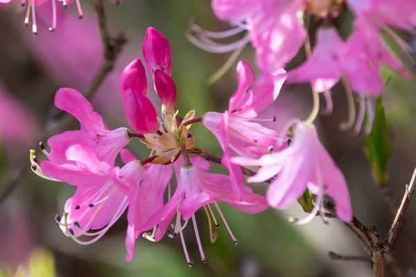 Vackra Azalea Blommar Längs Den Blå Åsen Parkway Stockfoto