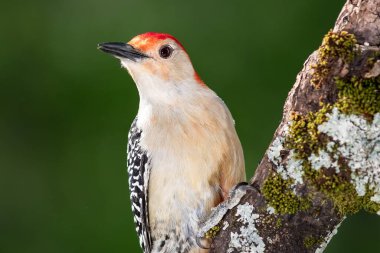 Ağaçta tünemiş Kırmızı Göbekli Ağaçkakan