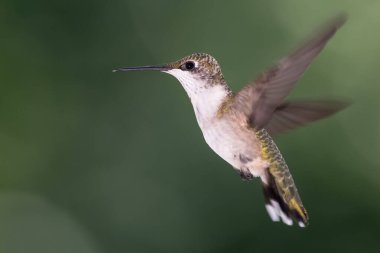 Ruby Gırtlak Sinek Kuşu Yeşil Ormanda Uçuyor