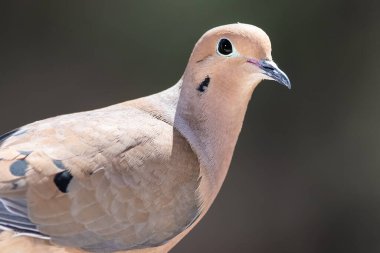 Ağaca tünemiş bir yas dalışı profili