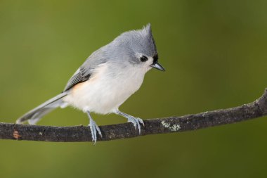 İnce bir ağaç dalına tünemiş Titmouse