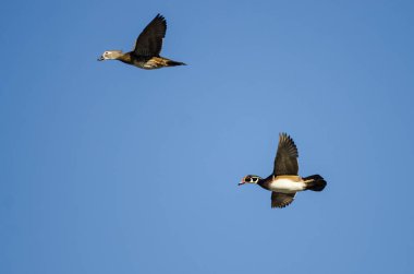 Bir çift ördek Mavi Gökte Uçuyor