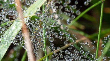 Reflections in the Tiny Drops of Dew Clinging to the Strands of a Spiders Web
