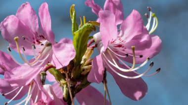 Güzel Azalea Mavi Tepe Yolu boyunca çiçek açıyor.