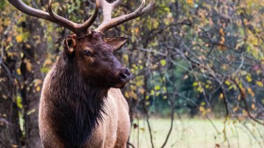 Büyük Boğa Geyiği, Sonbahar Rut sırasında Haremini İzliyor 