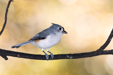 Bir sonbahar dalına tünemiş Titmouse