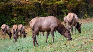 Geyik sürüsü sessizce otluyor Güzel bir sonbahar sabahında 
