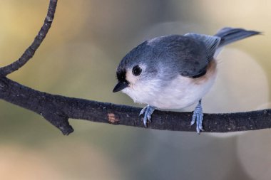 İnce bir dala nazikçe tünemiş Titmouse