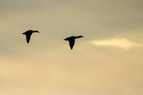 Silhouette Enten Fliegen Sonnenuntergang Himmel — Stockfoto