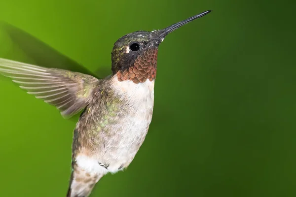 Ruby Throated Kolibri Hovering Zöld Erdőben — Stock Fotó