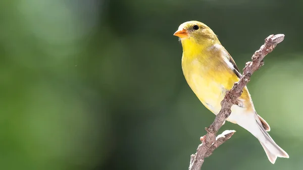 Amerikkalainen Goldfinch Lepää Puun Oksalla — kuvapankkivalokuva