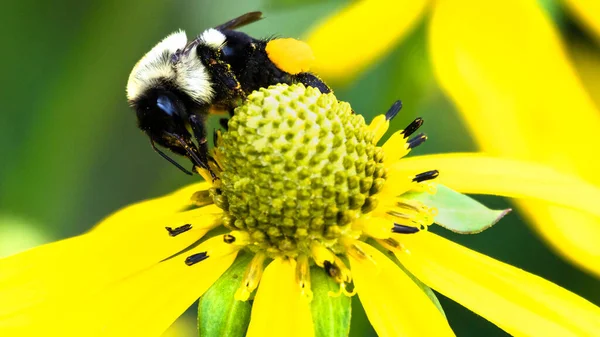 Biene Sammelt Pollen Einer Blüte — Stockfoto