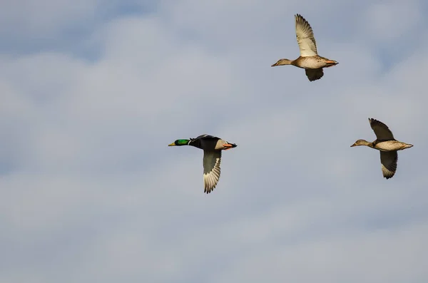 Mallard Ducks Flying Blue Sky — Stockfoto