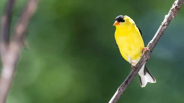 American Goldfinch Resting Tree Branch — Stock fotografie