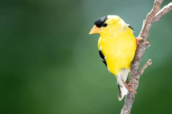 American Goldfinch Perched Slender Tree Branch — Stock Photo, Image