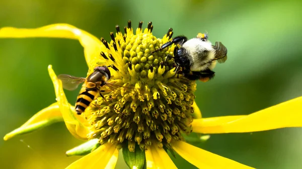 Uyumlu Bir Çiçekten Polen Toplayan Arı — Stok fotoğraf