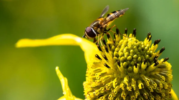 Biene Sammelt Pollen Einer Blüte — Stockfoto