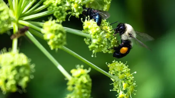 蜜蜂从可容纳的花朵中采集花粉 — 图库照片