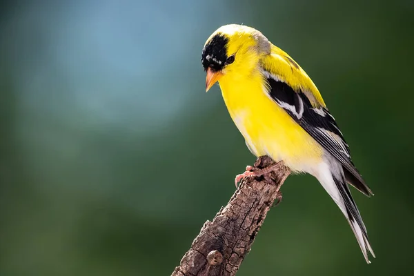 栖息在树枝上的美国金翅雀 — 图库照片