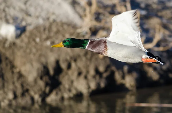 Stock image Mallard Duck Flying Low Over the Autumn Wetlands