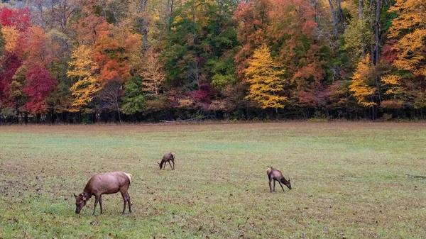 Rebanho Elk Grazing Calmamente Uma Bela Manhã Outono — Fotografia de Stock