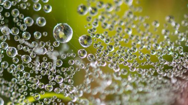 Reflections in the Tiny Drops of Dew Clinging to Strands of a Spiders Web