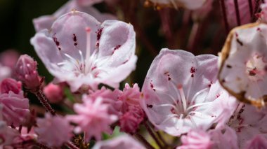 Appalachian İlkbaharında Laurel Dağı Çiçek açıyor