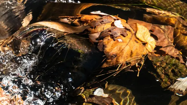 Ponořené Spadlé Listy Podzimní Řece — Stock fotografie