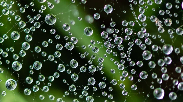Reflections Tiny Drops Dew Clinging Strands Spiders Web — Photo