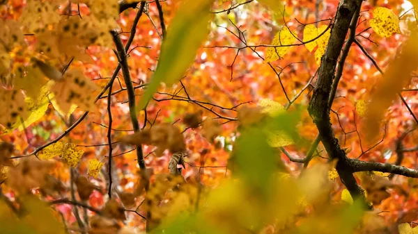 Splendidi Colori Dell Autunno Nascosti Profondità Nella Foresta Verde — Foto Stock