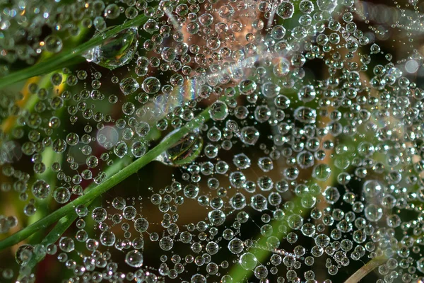 Reflections Tiny Drops Dew Clinging Strands Spiders Web — стоковое фото