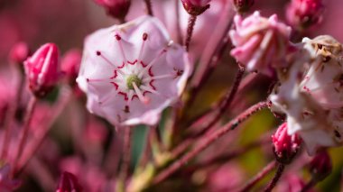 Appalachian İlkbaharında Laurel Dağı Çiçek açıyor
