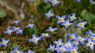 Blue Ridge Parkway 'de Çiçek açan Güzel Bluet Yaması