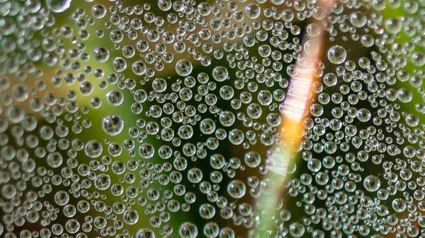 Reflections Tiny Drops Dew Clinging Strands Spider Web — 스톡 사진