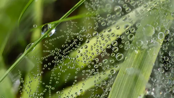 Reflections Tiny Drops Dew Clinging Blades Grass — Fotografia de Stock