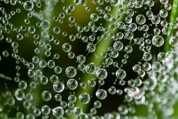 Reflections Tiny Drops Dew Clinging Strands Spider Web — Fotografia de Stock
