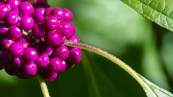 Kluster Lila Amerikanska Skönhetsbär Bland Gröna Bladen — Stockfoto