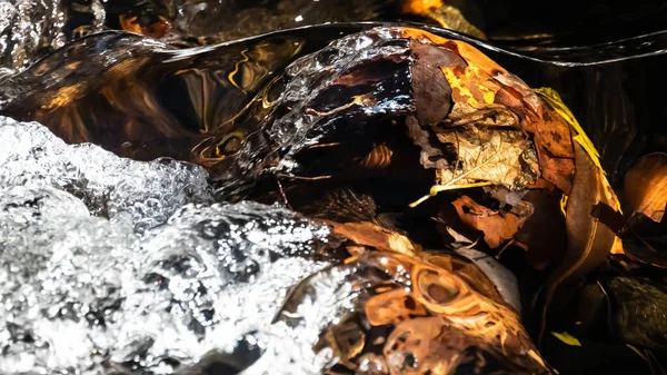 Suyun Altında Sonbahar Nehrinde Düşen Yapraklar — Stok fotoğraf