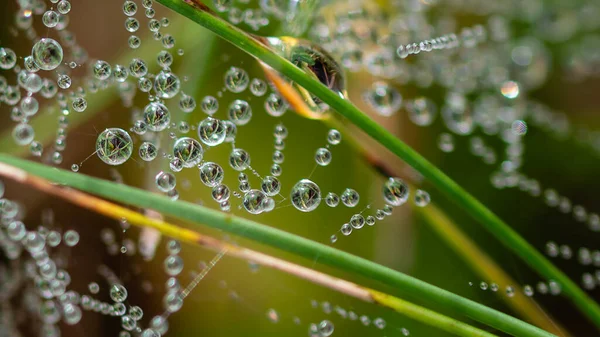 Reflections Tiny Drops Dew Clinging Strands Spider Web — 스톡 사진