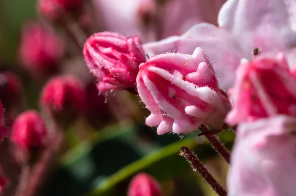 Mountain Laurel Buds Bloom Appalachian Spring — Stock Photo, Image