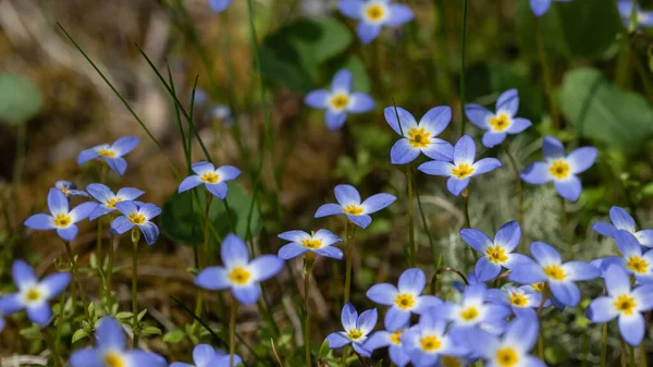 Beautiful Patch Bluets Blooming Blue Ridge Parkway Stock Image