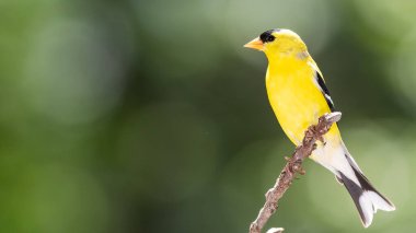 Amerikan ispinozu Ağaç dalında dinleniyor