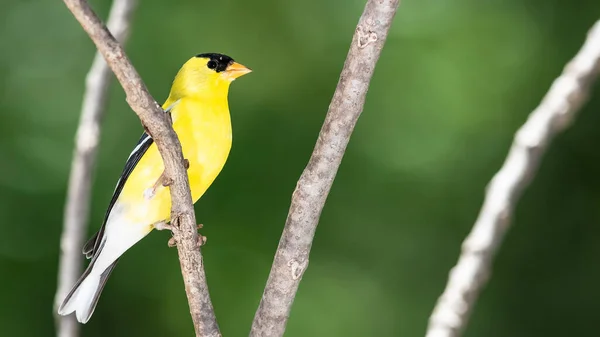 American Goldfinch Resting Tree Branch — Stock fotografie