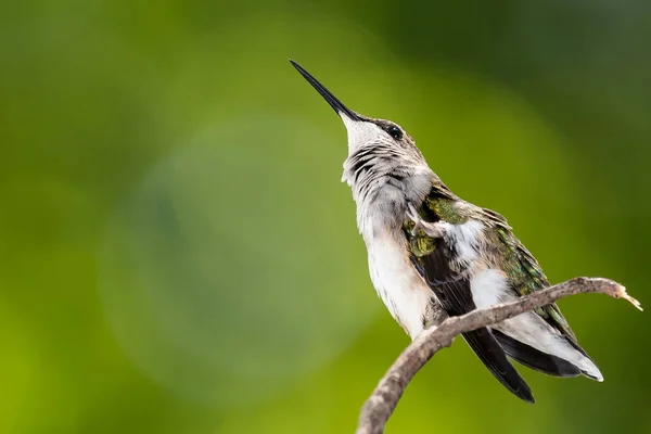Ruby Throated Hummingbird Perched Delicately Slender Twig — Stock Photo, Image