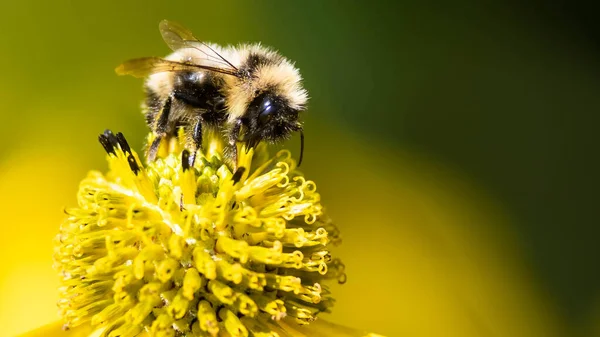 Pszczoła Zbierająca Pyłek Kwiatu Towarzyszącego — Zdjęcie stockowe