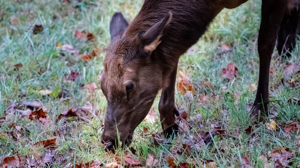 Close Profile Grazing Elk Cow Beautiful Autumn Morning — Zdjęcie stockowe